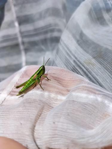 Réf. 306 672 : Euthystira brachyptera